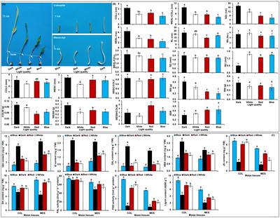 New insights into light spectral quality inhibits the plasticity elongation of maize mesocotyl and coleoptile during seed germination
